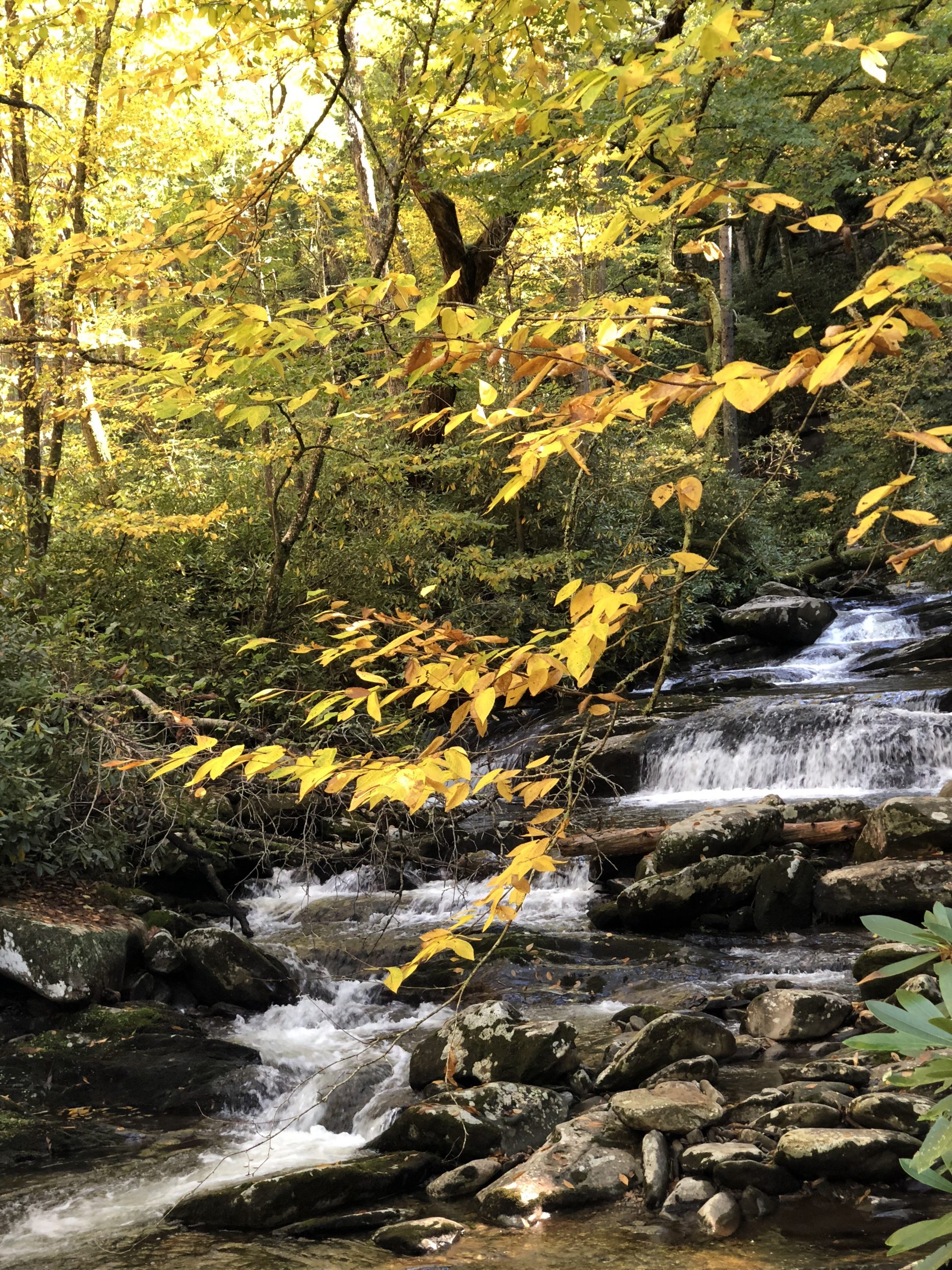 A Great Smoky Mountain National Park Leaf Peeping Trip
