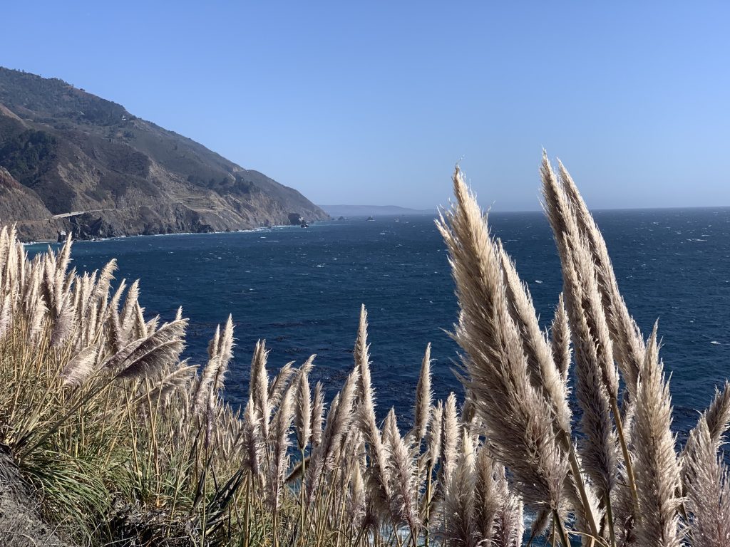 One week California road trip ocean view with pampas grass on side of road