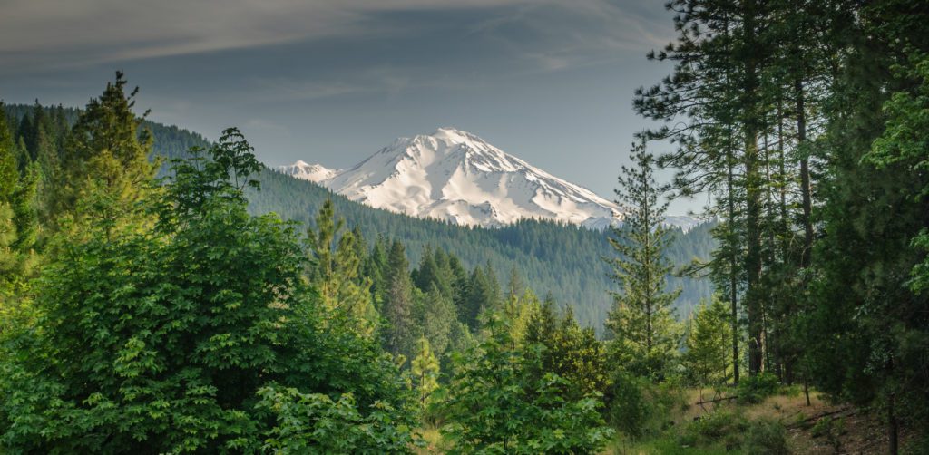 One week California road trip Mount Shasta view with trees
