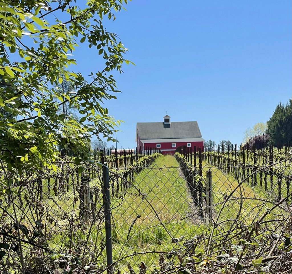 Sonoma County wine field