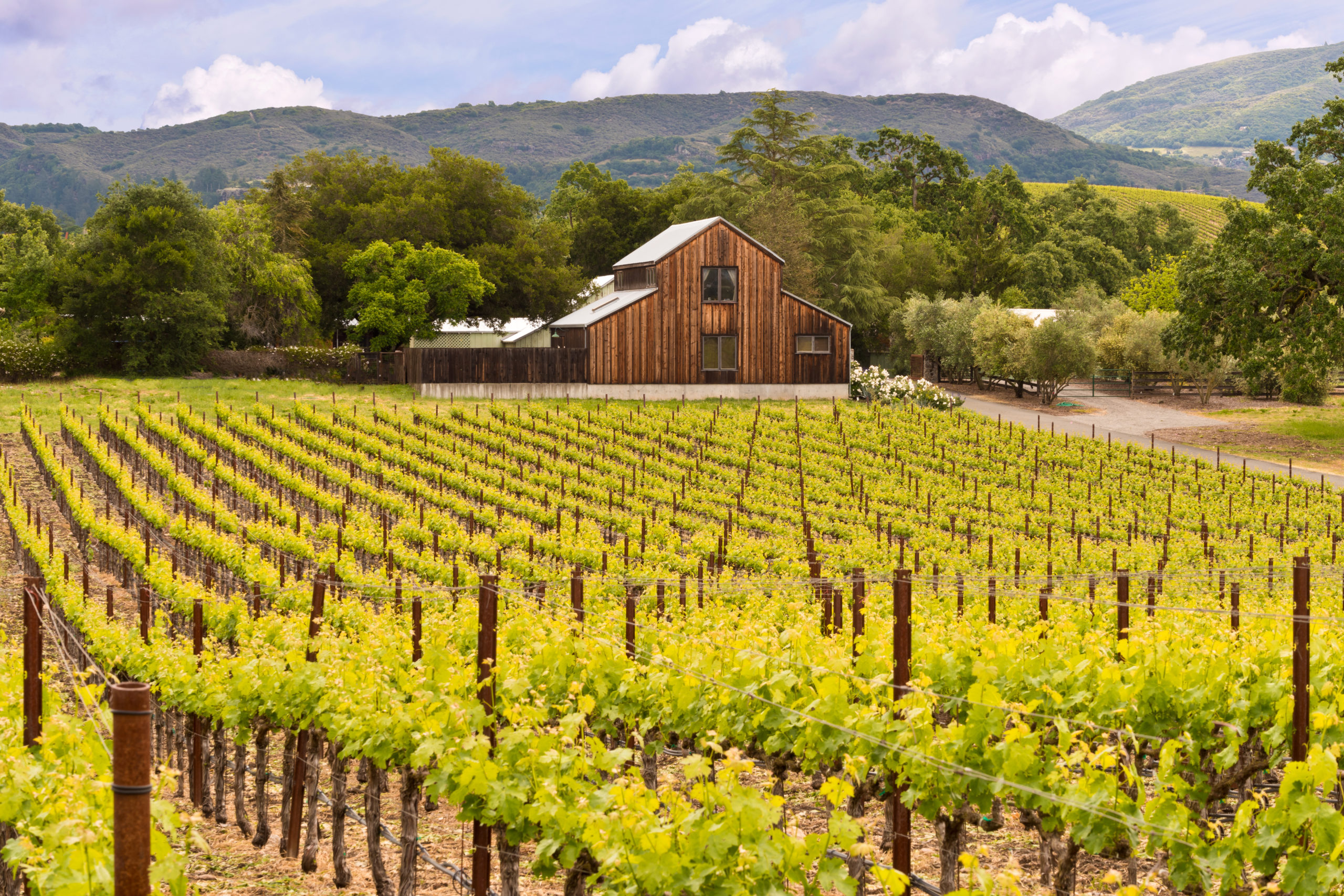 sonoma valley wine fields