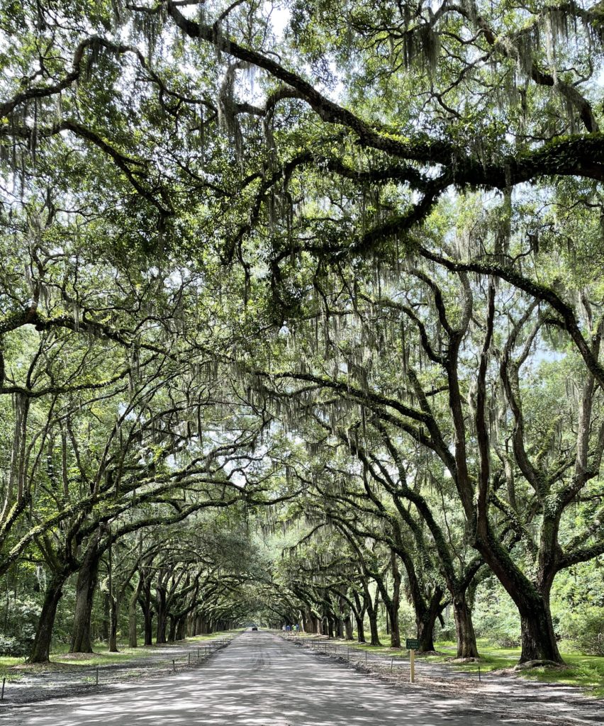 wormsloe park moss lined road