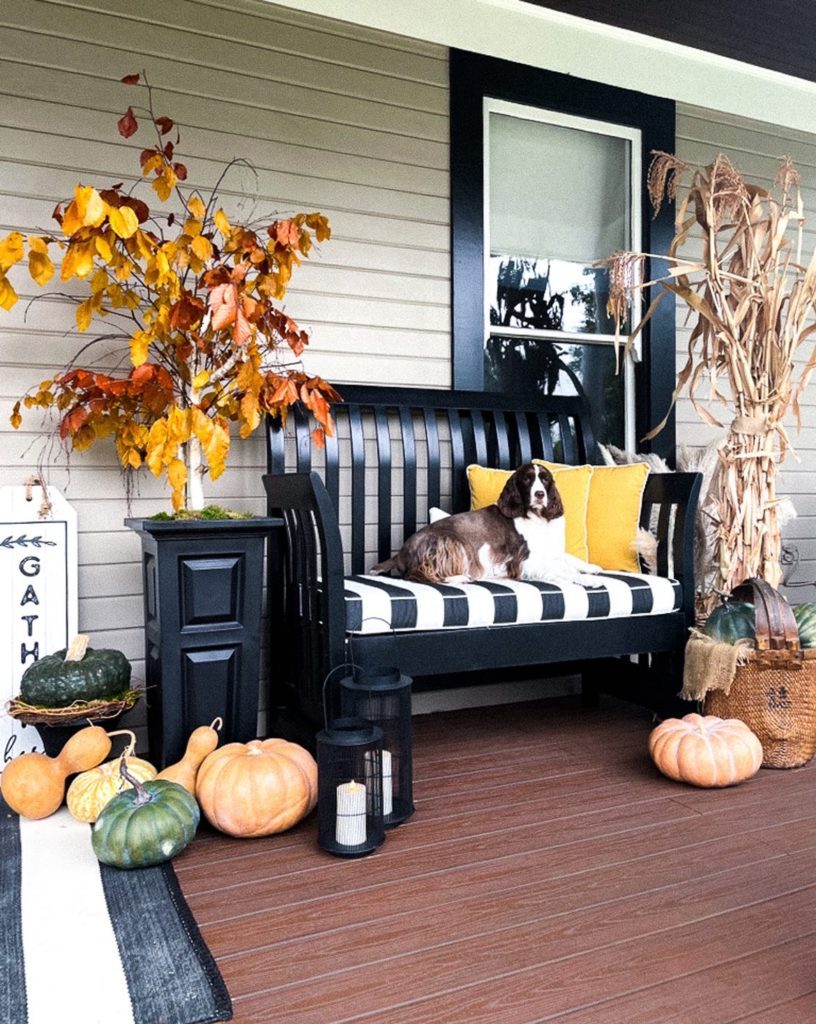 fall front porch inspiration with a beagle dog and corn stalks and fall leaf branches and pumpkins and gourds