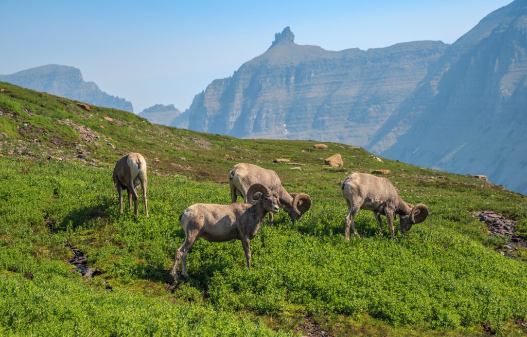 Best things to see and do in Glacier National Park | Best moderate hikes in Glacier National Park | Things to do in Glacier National Park if you are over 50 years old | What to do in Glacier National Park if you are older | How to plan the perfect Glacier National Park itinerary | Red Bus tour in Glacier National Park | How to spend a week in Glacier National Park | Glacier National Park 7 day itinerary | Glacier National Park travel tips 