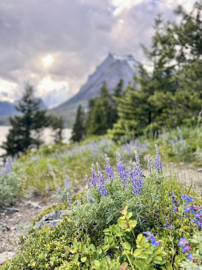 Best things to see and do in Glacier National Park | Best moderate hikes in Glacier National Park | Things to do in Glacier National Park if you are over 50 years old | What to do in Glacier National Park if you are older | How to plan the perfect Glacier National Park itinerary | Red Bus tour in Glacier National Park | How to spend a week in Glacier National Park | Glacier National Park 7 day itinerary | Glacier National Park travel tips 