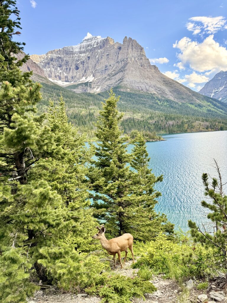 Best things to see and do in Glacier National Park | Best moderate hikes in Glacier National Park | Things to do in Glacier National Park if you are over 50 years old | What to do in Glacier National Park if you are older | How to plan the perfect Glacier National Park itinerary | Red Bus tour in Glacier National Park | How to spend a week in Glacier National Park | Glacier National Park 7 day itinerary | Glacier National Park travel tips 