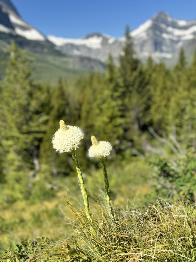 Best things to see and do in Glacier National Park | Best moderate hikes in Glacier National Park | Things to do in Glacier National Park if you are over 50 years old | What to do in Glacier National Park if you are older | How to plan the perfect Glacier National Park itinerary | Red Bus tour in Glacier National Park | How to spend a week in Glacier National Park | Glacier National Park 7 day itinerary | Glacier National Park travel tips 