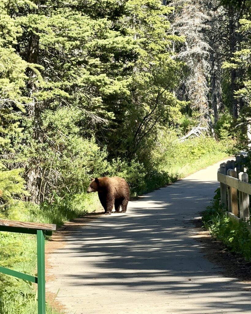 Best things to see and do in Glacier National Park | Best moderate hikes in Glacier National Park | Things to do in Glacier National Park if you are over 50 years old | What to do in Glacier National Park if you are older | How to plan the perfect Glacier National Park itinerary | Red Bus tour in Glacier National Park | How to spend a week in Glacier National Park | Glacier National Park 7 day itinerary | Glacier National Park travel tips 