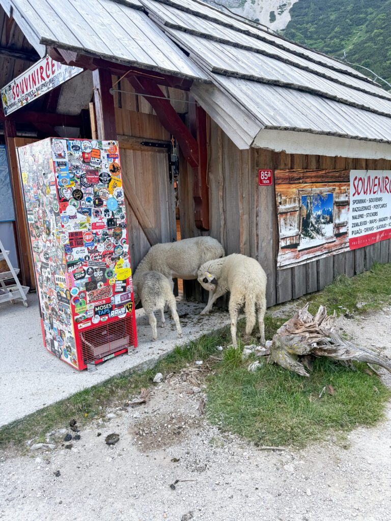 Slowing down in the Julian Alps of Slovenia | Where to stay to visit the Julian Alps in Slovenia | How long to spend at Lake Bled | Where to stay outside of Lake Bled | What to do in the Julian Alps | Best hotels in the Julian Alps | Where to eat in the Julian Alps | Top 5 things to do in the Julian Alps | How to spend two days in the Julian Alps | How much time to spend in the Julian Alps | Renting a car in Slovenia