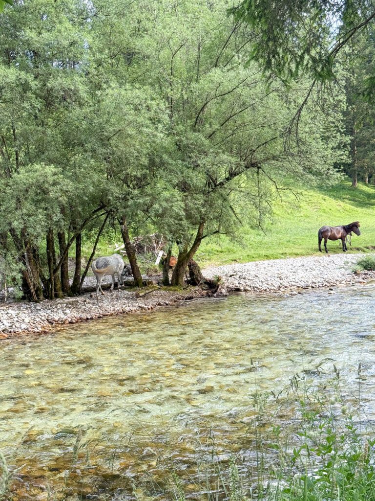 The best day trip guide to Lake Bled Slovenia | How to get to Lake Bled | How long do I need in Lake Bled Slovenia | Is Lake Bled worth it | A 10 day Slovenia itinerary that includes Lake Bled | What to do in Lake Bled 