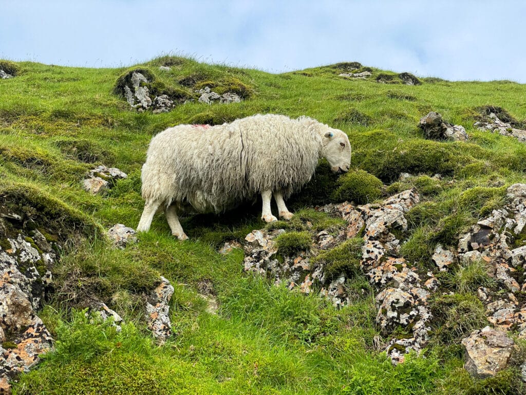 How to spend 5 days in Wales | Best places to stay in Wales | How many days do I need in Wales | Nicest hotels in Wales | best 5 star hotels in Wales | top things to see in Wales | what to do in Cardiff | National Parks in Wales | Top photo spots in Wales | How to get to Wales | Best airport for Wales | Driving in Wales | Best time of year to visit Wales | Pale Hall 5 star hotel in Wales | 5 star luxury hotels in Cardiff Wales | Castles in Wales