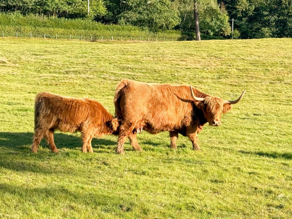 How to spend 5 days in Wales | Best places to stay in Wales | How many days do I need in Wales | Nicest hotels in Wales | best 5 star hotels in Wales | top things to see in Wales | what to do in Cardiff | National Parks in Wales | Top photo spots in Wales | How to get to Wales | Best airport for Wales | Driving in Wales | Best time of year to visit Wales | Pale Hall 5 star hotel in Wales | 5 star luxury hotels in Cardiff Wales | Castles in Wales | Pembrokeshire Coast Wales | St Davids Wales | St Davids Cathedral Wales | What to do in Cardiff Wales | Cardiff Castle