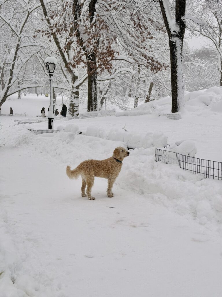 Top Luxury Hotels in NYC | Where to stay in NYC | Best neighborhood to stay at in New York City | Best hotels in New York City | What is the best luxury hotel at a reasonable price to stay at in NYC | Recommended neighborhoods to stay at in Manhattan | Best hotel in Manhattan for Christmas time visits | Where to stay in the Lower East Side of Manhattan | Where to stay in downtown Manhattan | Best luxury hotels in SOHO 