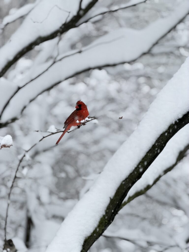 Top Luxury Hotels in NYC | Where to stay in NYC | Best neighborhood to stay at in New York City | Best hotels in New York City | What is the best luxury hotel at a reasonable price to stay at in NYC | Recommended neighborhoods to stay at in Manhattan | Best hotel in Manhattan for Christmas time visits | Where to stay in the Lower East Side of Manhattan | Where to stay in downtown Manhattan | Best luxury hotels in SOHO 